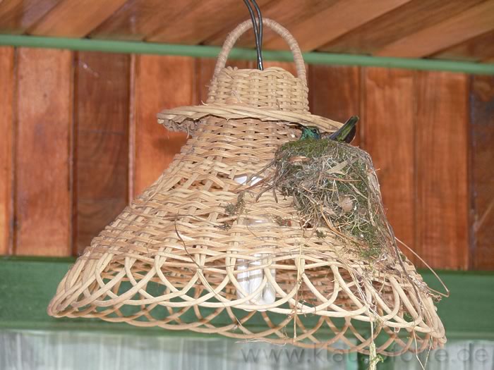 "Mein" Kolibri im Nest