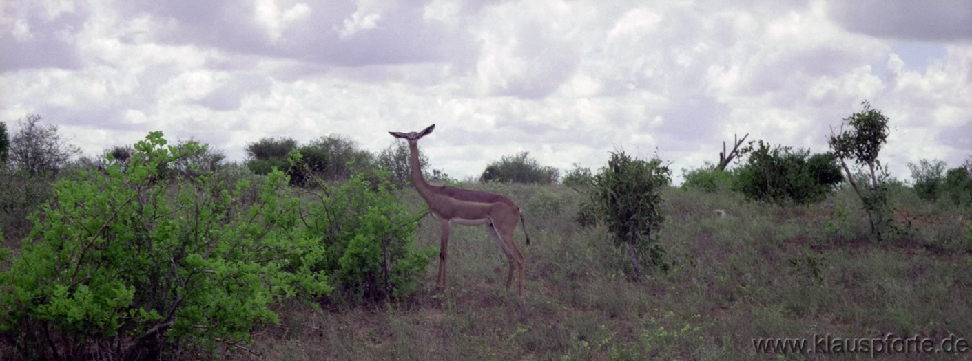 Tsavo-East, eine Antilope