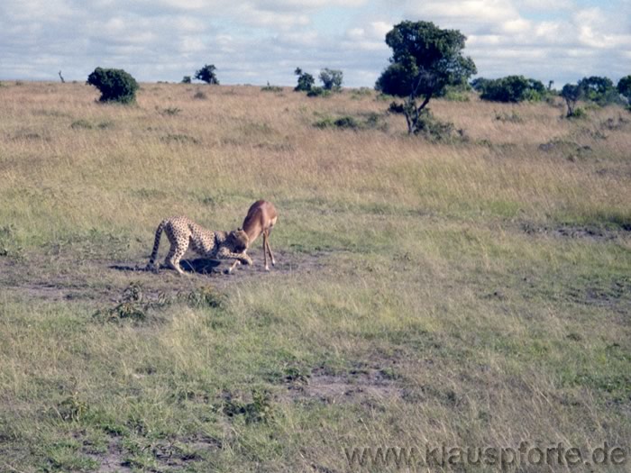 Masai Mara, der Gepard hat die Antilope!