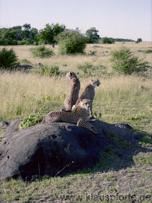 Masai Mara, eine Gepardenfamilie