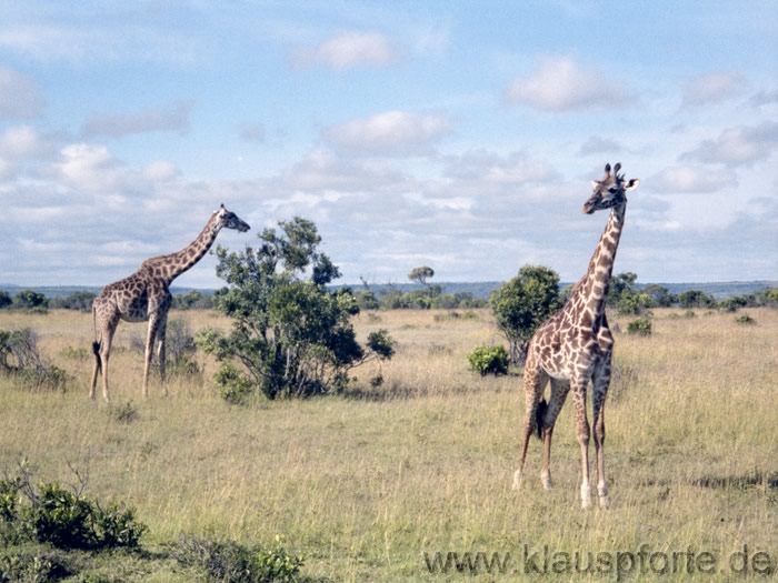 Tsavo East, Giraffen