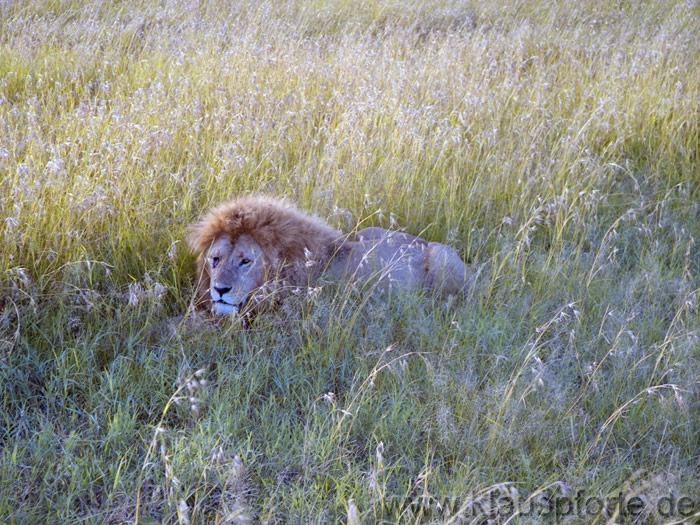 Masai Mara, Herr Löwe auf dem Weg zum Fressen