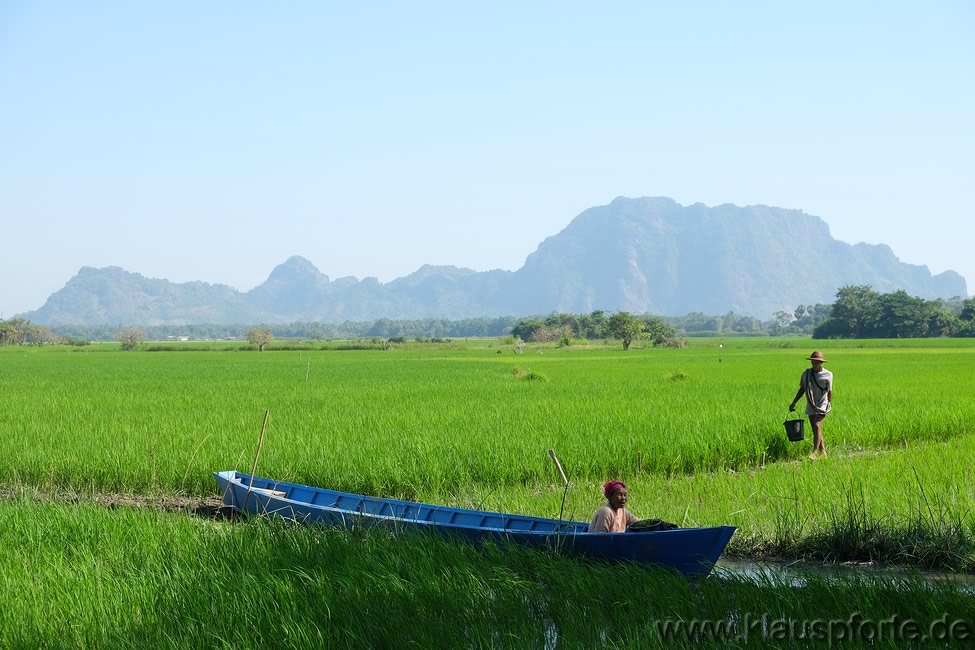 Sadan-Höhle, Rückfahrt mit dem Boot durch die Reisfelder